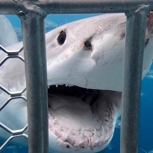 Meet your Posher, Lexi